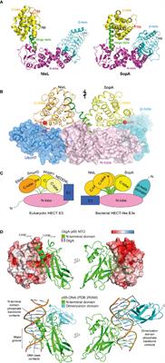 Interesting Biochemistries in the Structure and Function of Bacterial Effectors